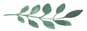 an illustration of a leaf