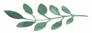 an illustration of a branch