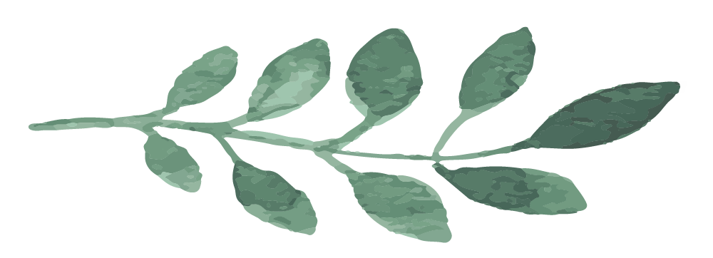 an illustration of a leaf