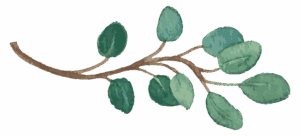 an illustration of a branch