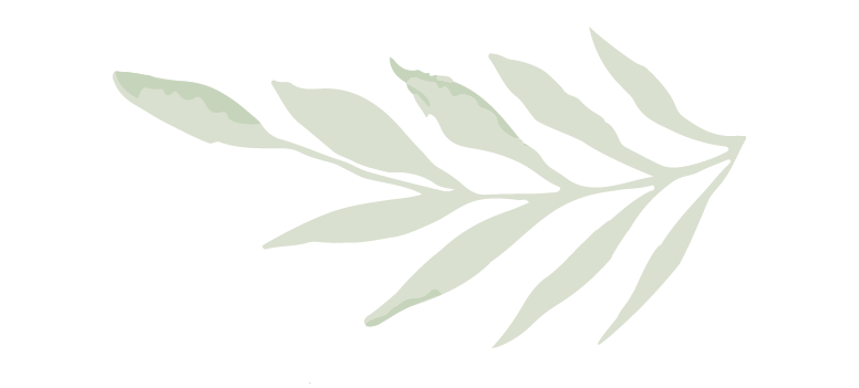 an illustration of a leaf