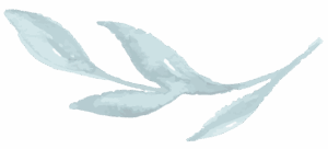 an illustration of a leaf