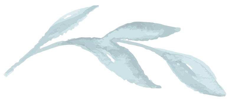 an illustration of a leaf