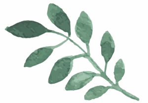 an illustration of a branch