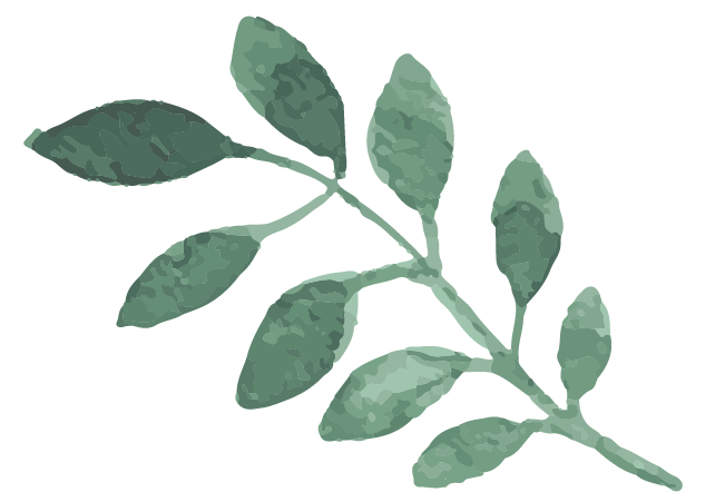 an illustration of a branch